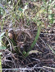 Sarracenia minor
