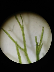 Polyphlebium capillaceum