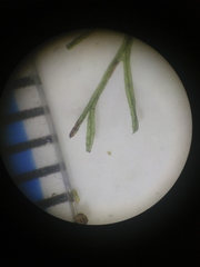 Polyphlebium capillaceum