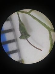 Polyphlebium capillaceum