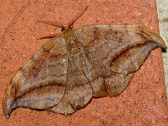 Drepana curvatula