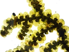 Frullania selwyniana