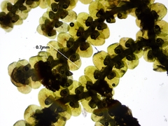 Frullania selwyniana
