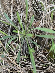 Erysimum franciscanum