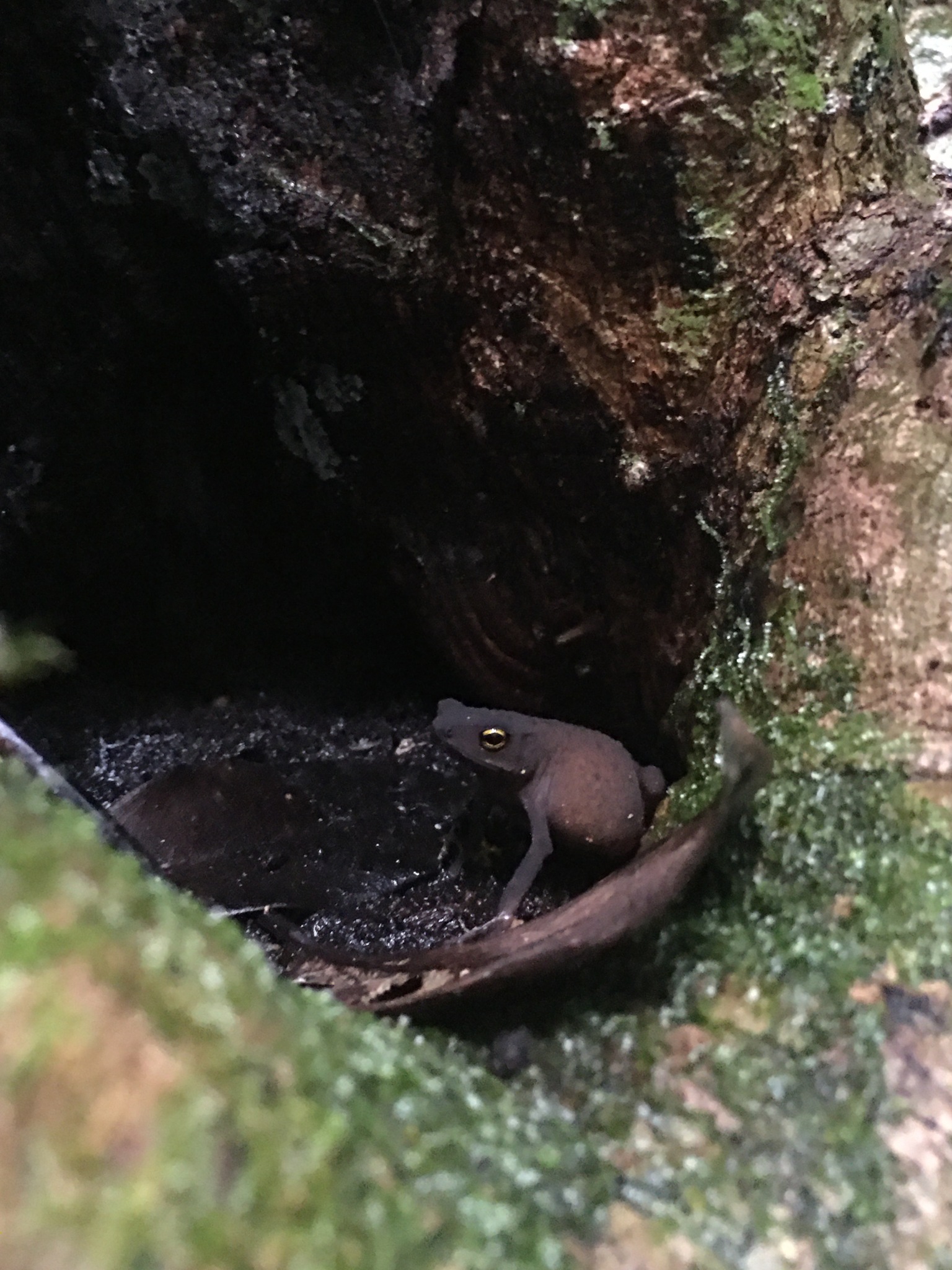 Frost's Toad, Frostius pernambucensis