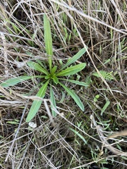 Erysimum franciscanum