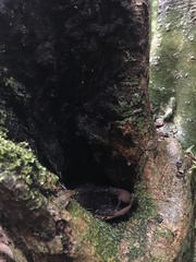 Frostius pernambucensis