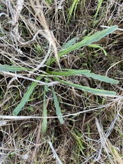 Erysimum franciscanum