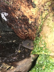 Frostius pernambucensis