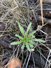 Erysimum franciscanum