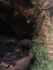 Frostius pernambucensis