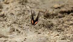 Papilioninae