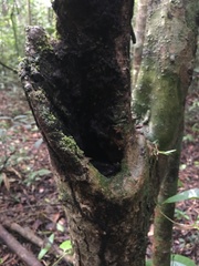 Frostius pernambucensis