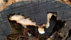 Merulius tremellosus