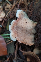 Merulius tremellosus