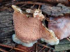 Merulius tremellosus