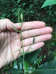 Ruellia cearensis