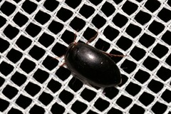 Platynectes