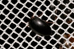 Platynectes