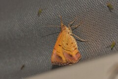 Chrysolarentia
