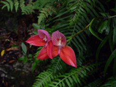 Disa uniflora