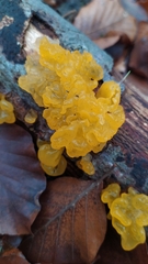 Tremella mesenterica