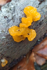 Tremella mesenterica