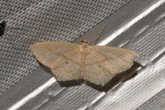 Scopula perlata