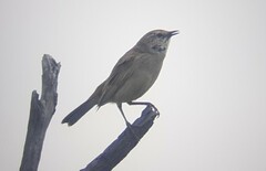 Cincloramphus mathewsi