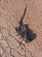 Didelphis albiventris
