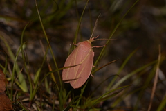 Wingia lambertella