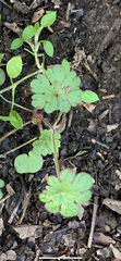 Geranium rotundifolium