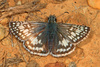 Common Checkered-Skipper and Allies - Photo (c) Judy Gallagher, some rights reserved (CC BY)