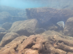 Cantherhines dumerilii