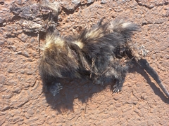 Didelphis albiventris