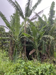 Musa
