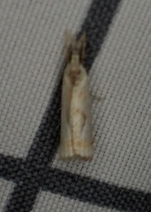 Microcrambus