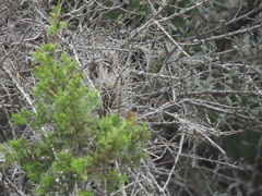 Thryomanes bewickii