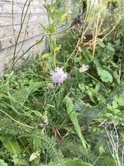 Scabiosa columbaria
