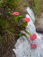 Crassula coccinea