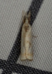 Microcrambus