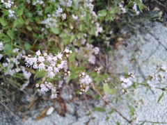 Fleischmannia pycnocephala