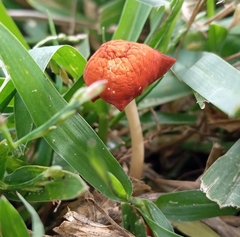 Marasmius vagus