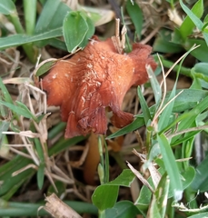 Marasmius vagus