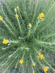 Chrysocephalum semipapposum