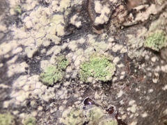 Buellia griseovirens