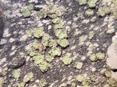 Buellia griseovirens