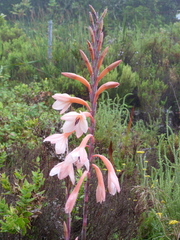 Watsonia tabularis