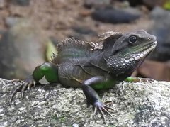 Physignathus cocincinus