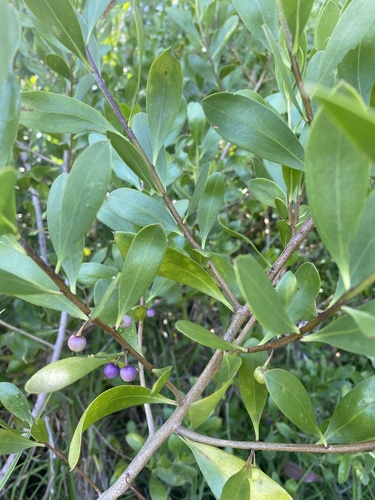 Myoporum boninense iNat (3)